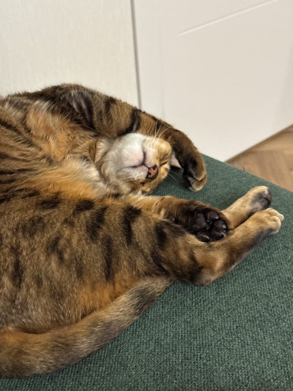 Tabby cat sleeps peacefully on green surface