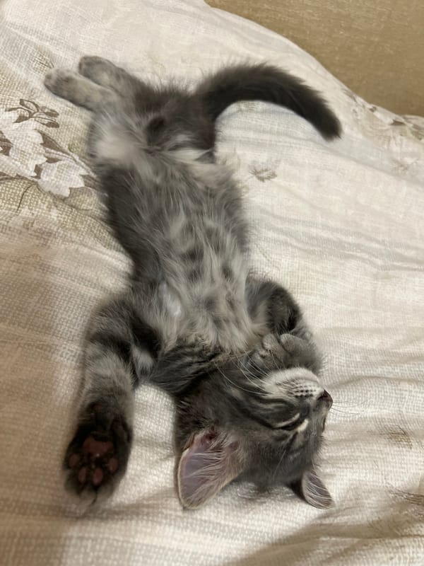 Grey tabby kitten naps belly-up on a patterned bedspread