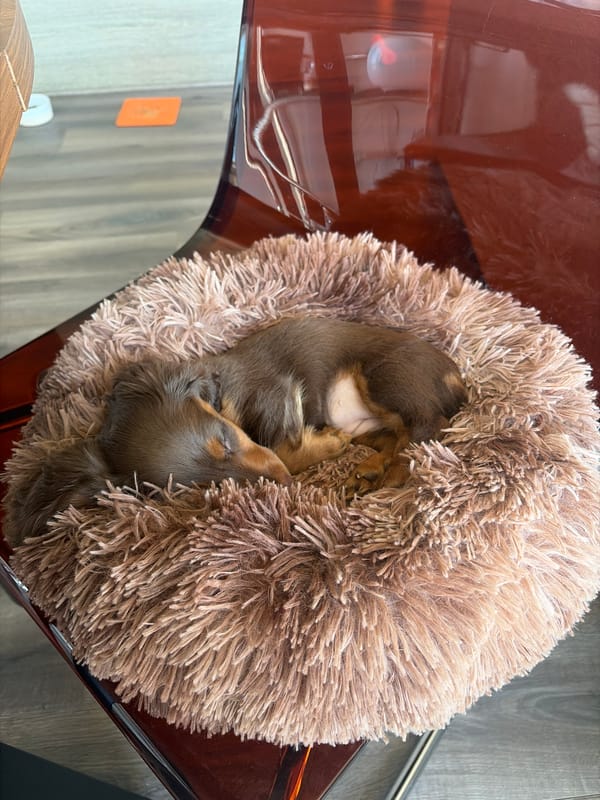 Dachshund puppy naps in dog bed on chair in Montreal