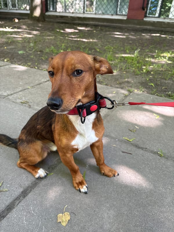 Afternoon stroll with a dachshund in Saint Petersburg