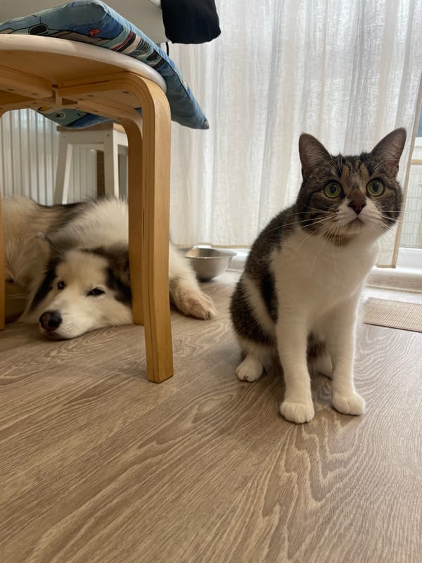 Woman plays with tabby cat in Izhevsk home