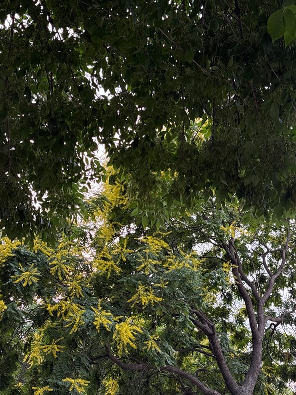 Cloudy afternoon skies, trees, and a mountain-view neighborhood