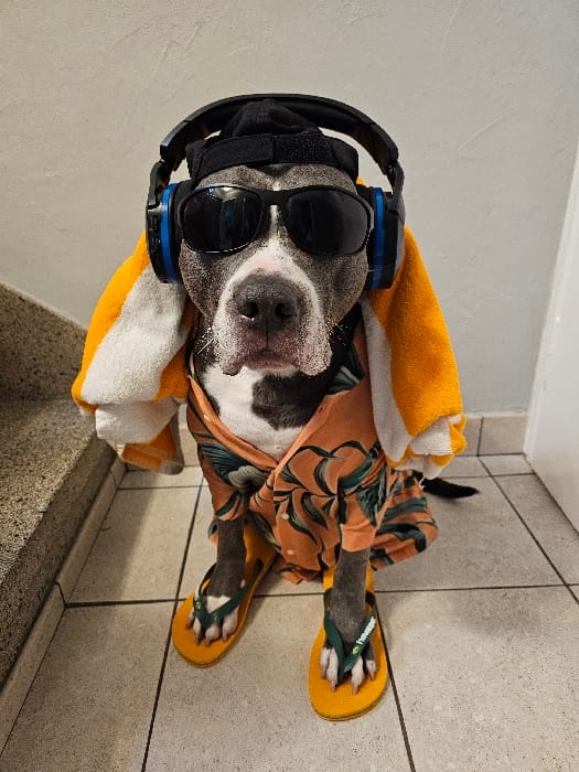 Costumed Pet Photo Session Documented in Luxembourg Home