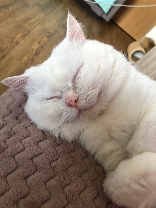 White cat deep in a nap, every angle covered