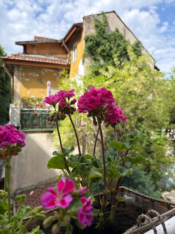 Morning garden photography session captures blooming flowers in Sofia