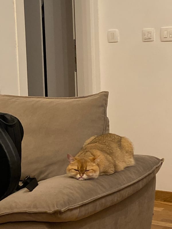 Evening scenes documented in Bar, Montenegro include cats, streets