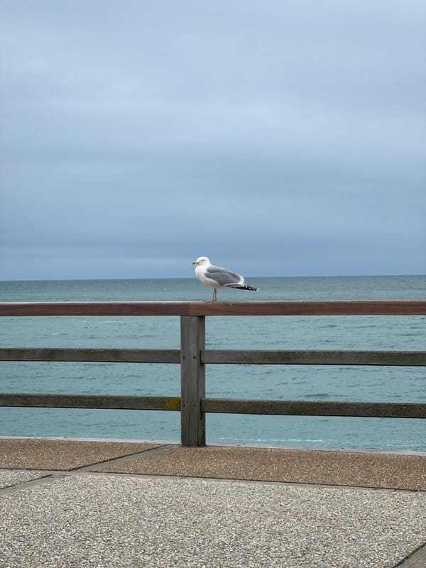 Tourists photograph seagulls, walk dogs in Étretat, France