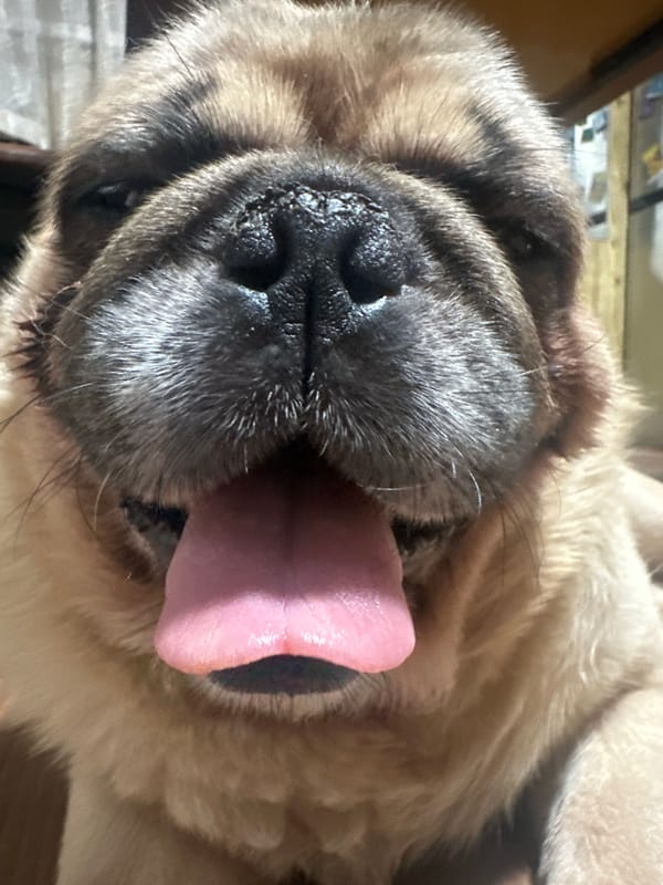 Pug and poodle hang out indoors in Yerevan
