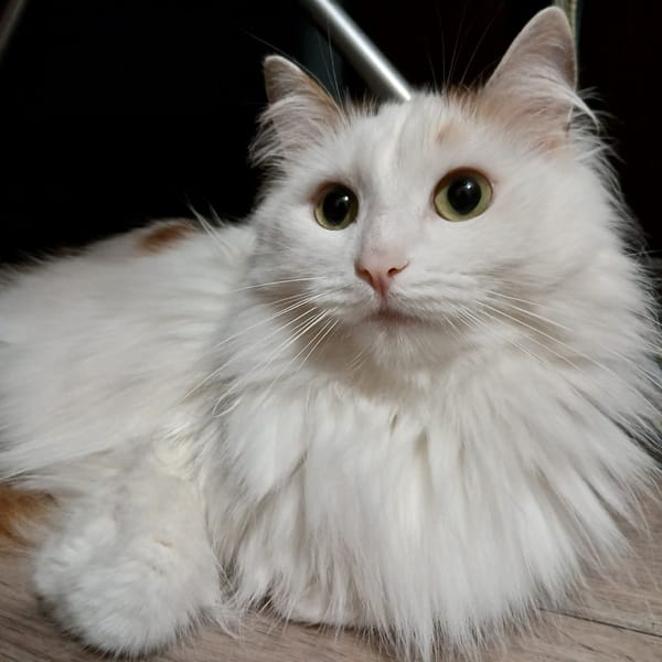 White long-haired cat photographed upside down in Yekaterinburg