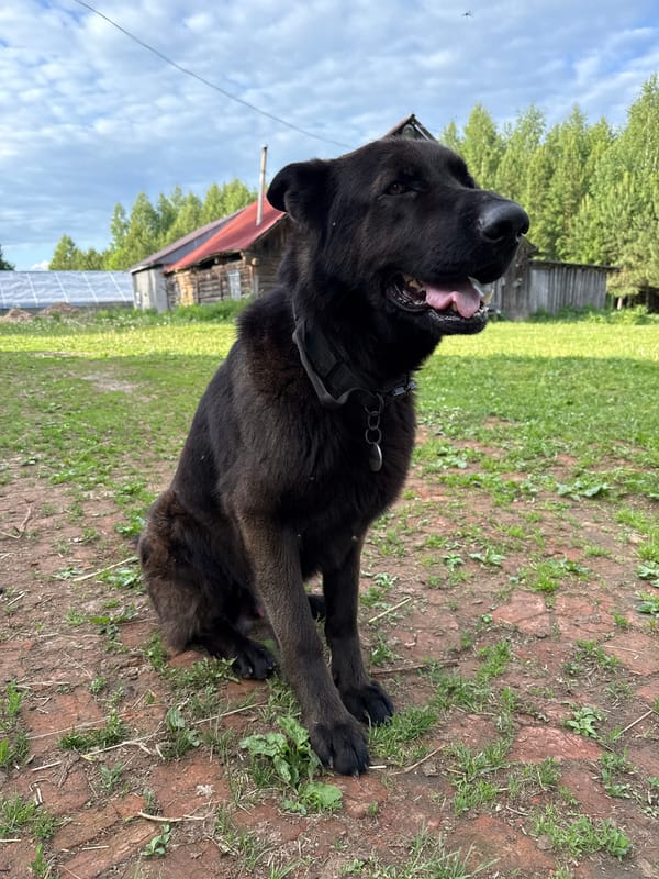 Farm life moments: horses, dogs, strawberry picking documented