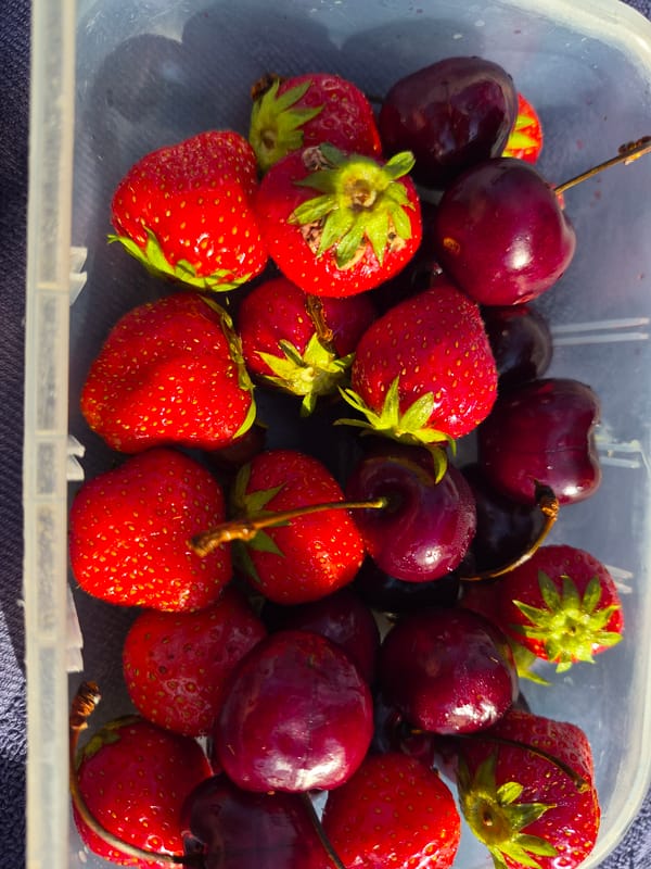 Fresh strawberries and cherries in a container, multiple angles