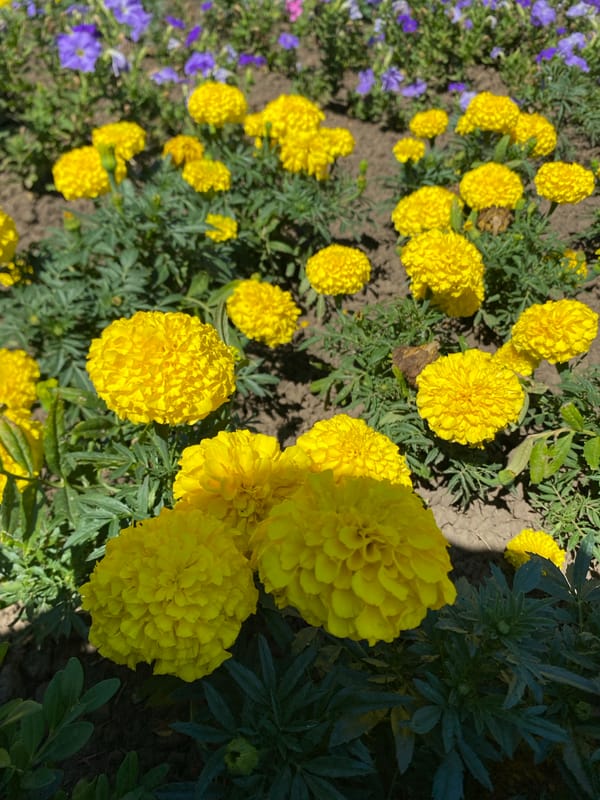 Midsummer garden and nature close-ups from Kushchovskaya, Russia