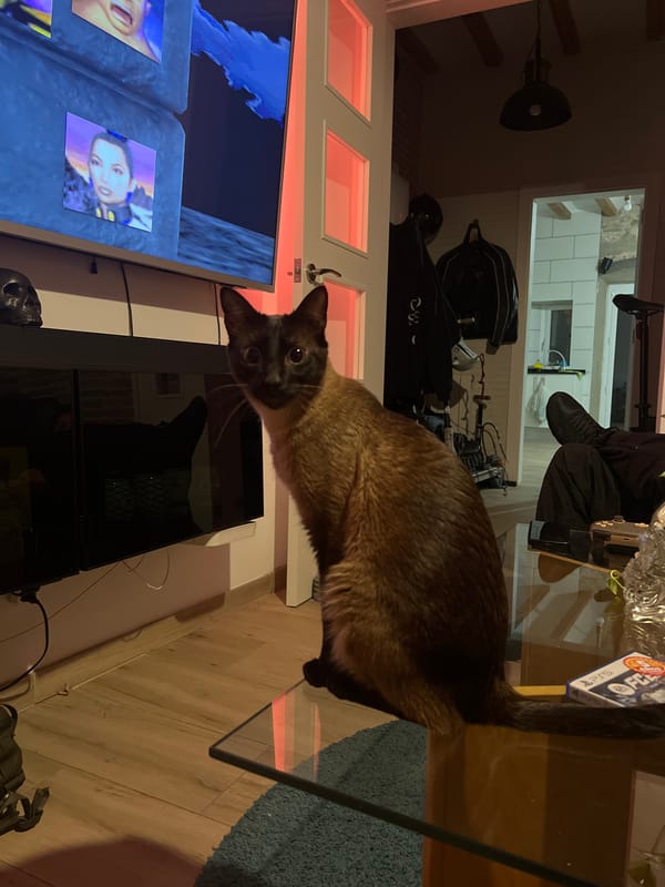 Siamese cat photographed on glass table in Barcelona