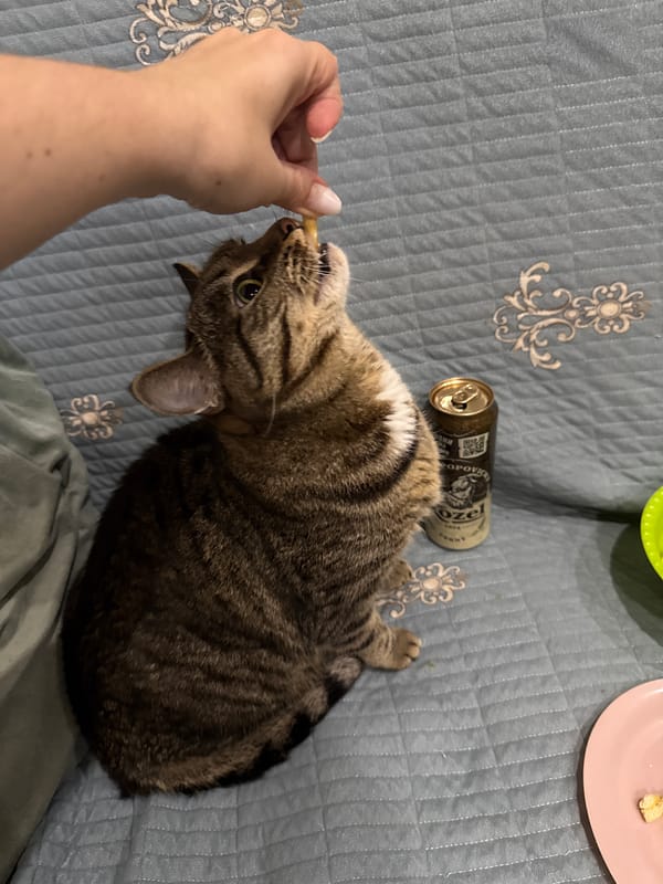 Pet playtime and treats in Chelyabinsk