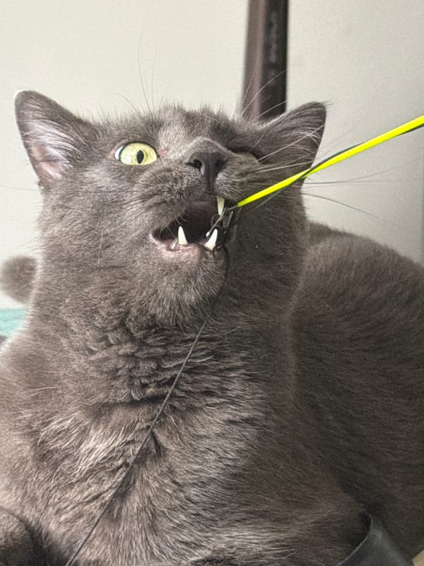 Gray cat's playtime and nap session on green bedding