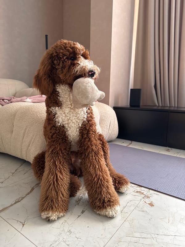 Goldendoodle documented in multiple indoor scenes across Kaliningrad