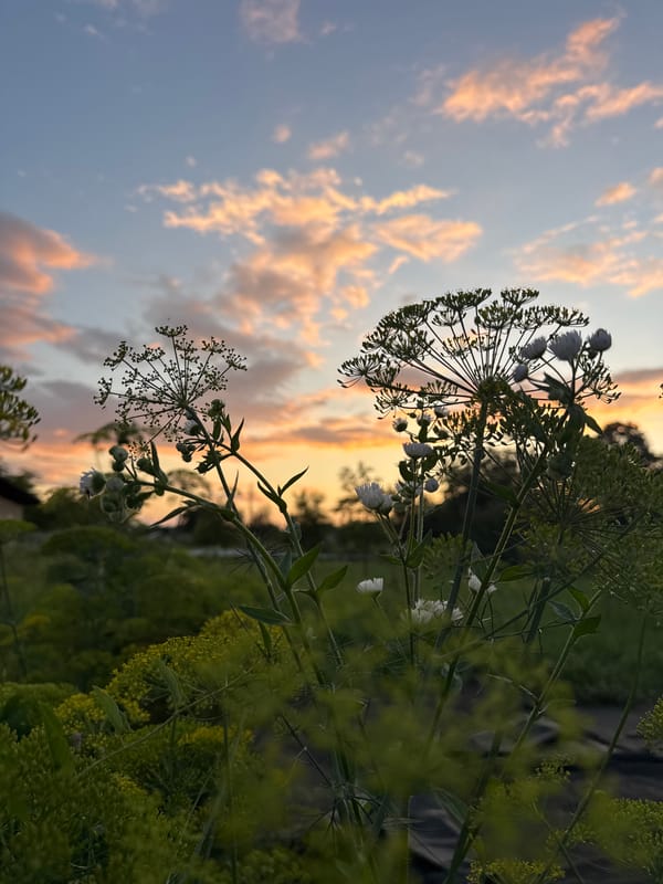Sunflowers and dill at dusk in Zassovskaya, Russia