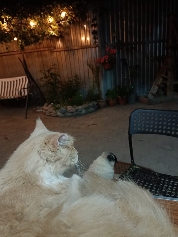 Evening garden scene with cats and plants in Almaty