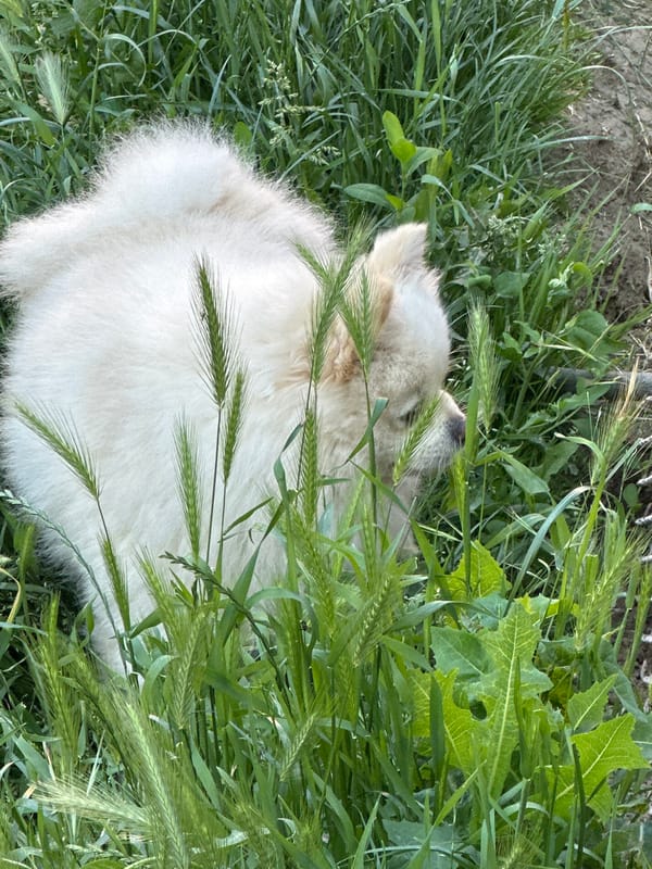 White dog rests in Bulgarian countryside near berry trees