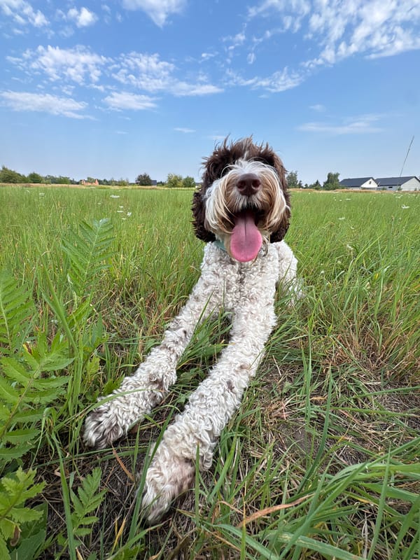 Shaggy dog takes a breather in a Polish summer field