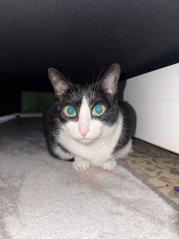 Tuxedo cat spotted in Chaikovsky, Russia