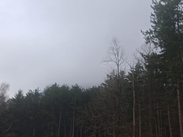 Morning forest scenes documented near Vratsa, Bulgaria