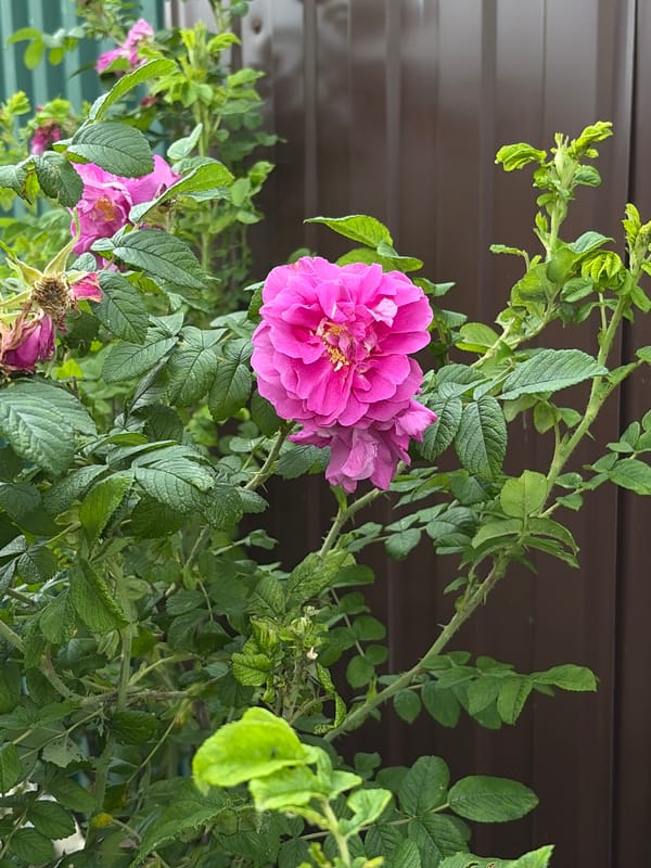 Summer morning in Khimki: garden flowers and everyday snapshots