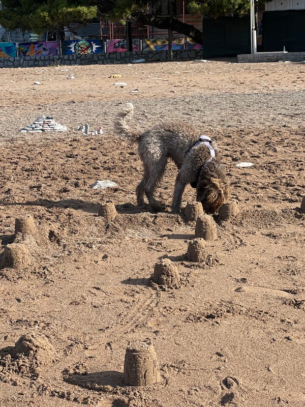 Pets spotted on Montenegro beaches during morning hours