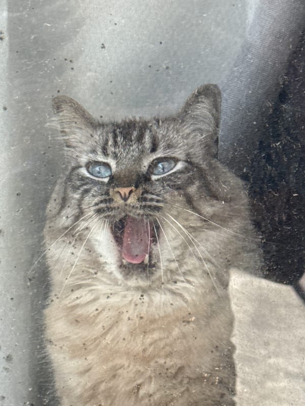 Cat yawning, pool gathering observed in Puebla courtyard