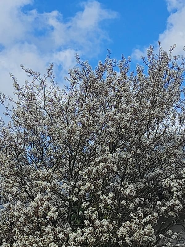 Spring day activities captured across Trier parks and neighborhoods