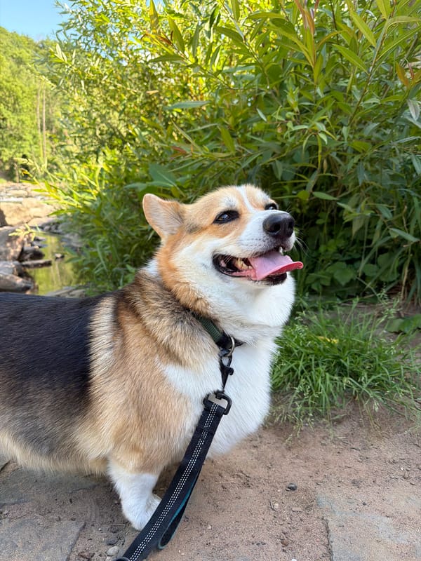 Corgi plays in stream during Meisenheim nature walk