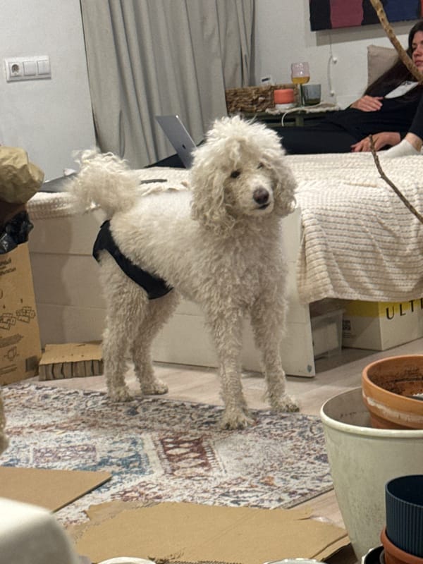 Sushi dinner with fluffy dog companion in Krasnoyarsk home