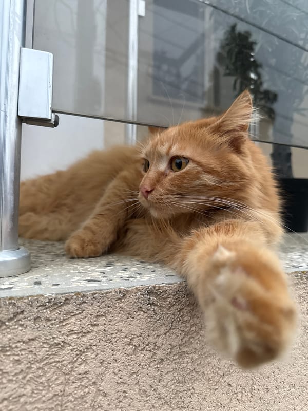 Orange cat lounges on windowsill in Bulgarian town