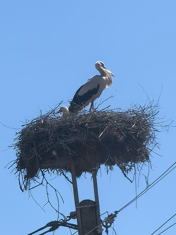 Storks observed nesting on utility poles and rooftops