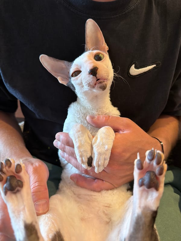 Cornish Rex and Sphynx cats photographed up close at home