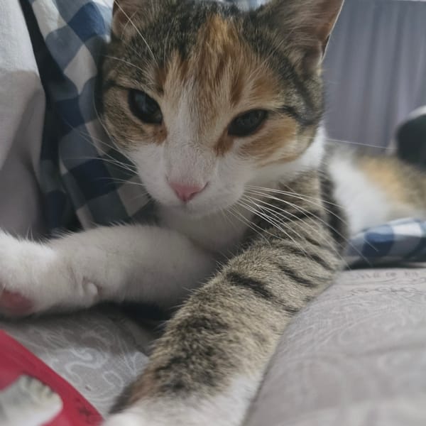 Calico cat at home in Rostov-on-Don, just doing cat things