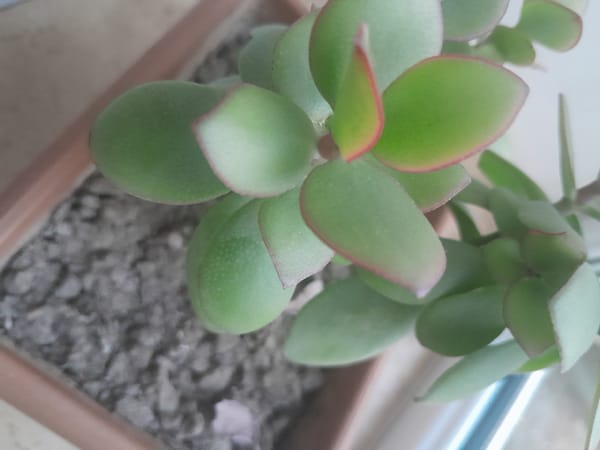 Healthy jade plant photographed in terracotta pot