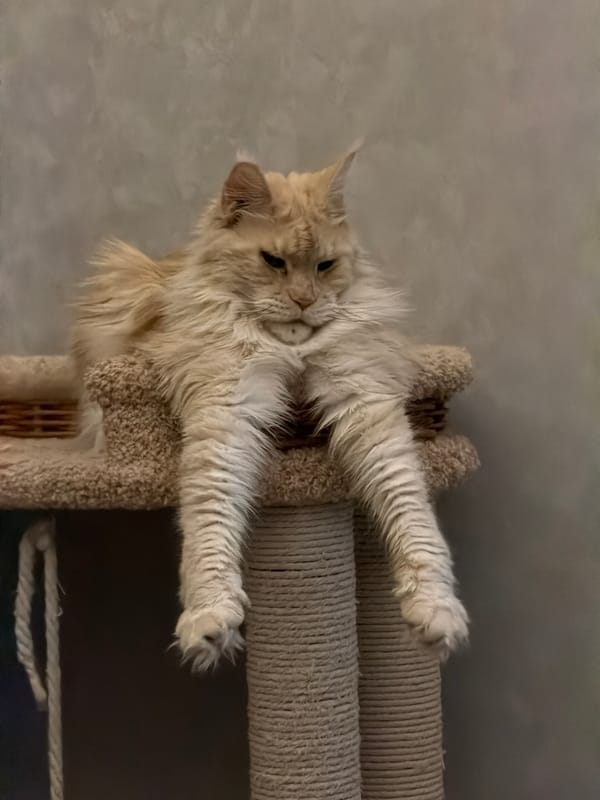 Cats rest on furniture in Kazan home scene