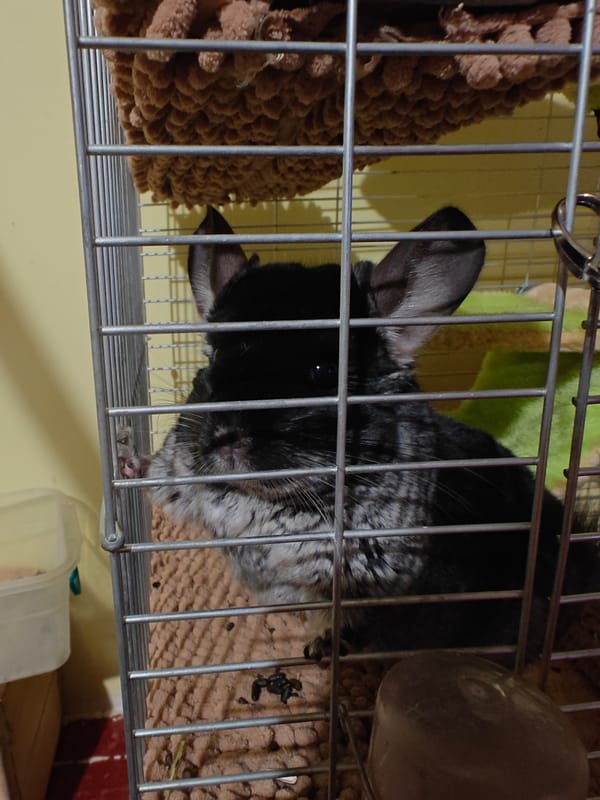 Evening domestic life documented in Hadiach: pets, art, twilight