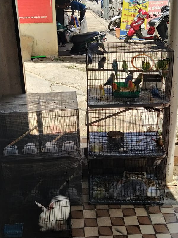 Pet birds and rabbits displayed for sale outside Bengaluru shop