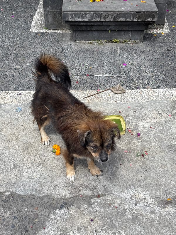 Morning pastoral walk documented in Kuta Selatan, Indonesia