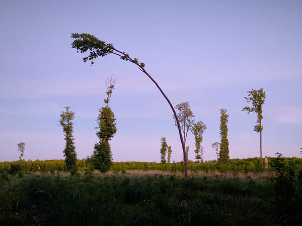 Rural landscapes documented across western Ukraine countryside at dusk