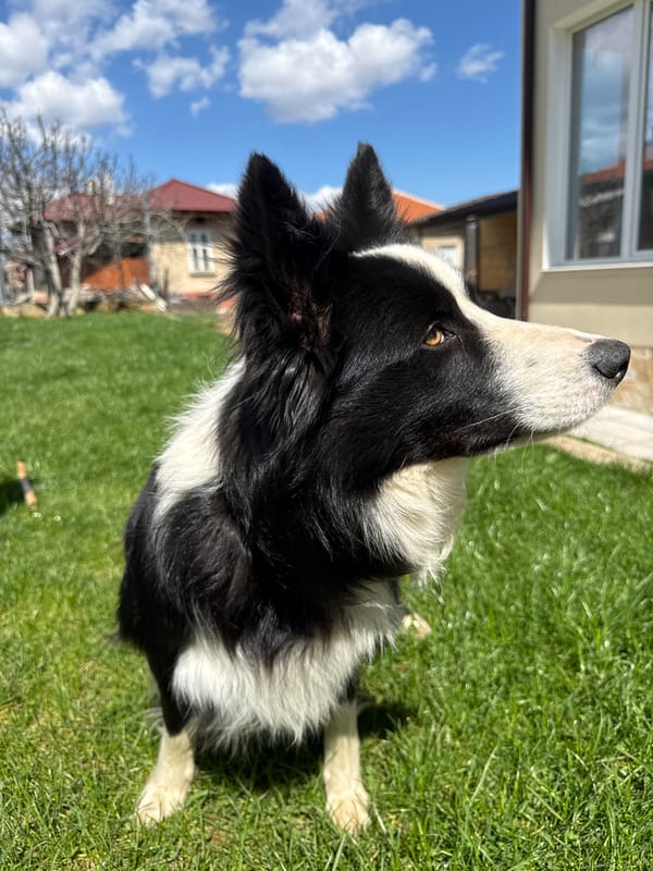 Border Collie spotted on lawn in Berkovitsa, Bulgaria