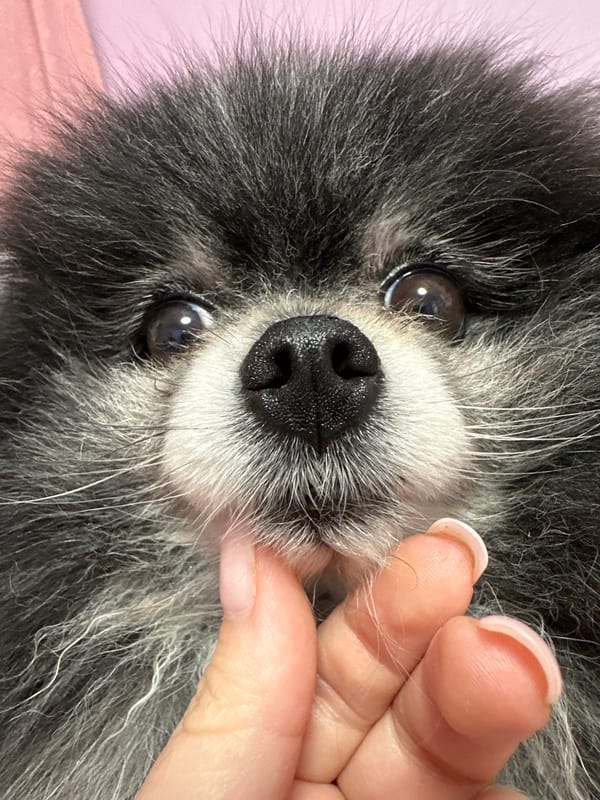 Pomeranians, dolls, and crafts in a Ufa home