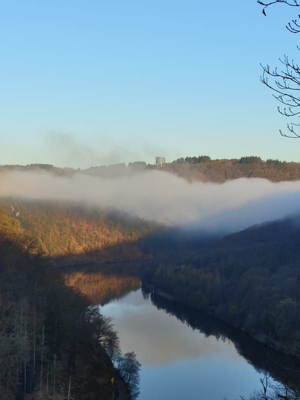 Spring morning forest scenes documented in Mettlach, Germany
