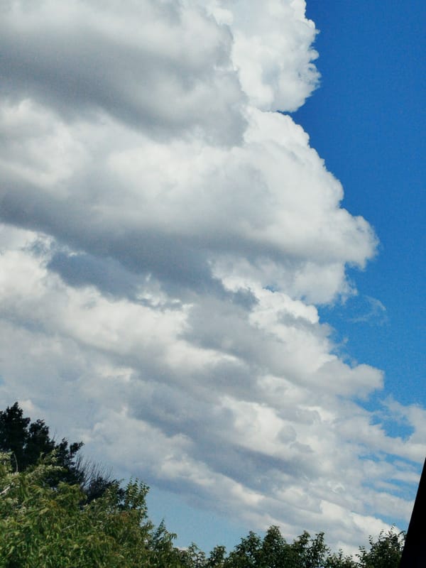 Blue sky and green canopy, multiple angles on a summer morning