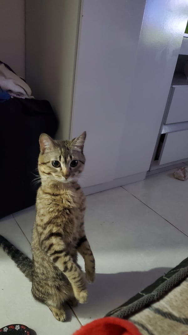 Late night gaming and pet moments in Curitiba