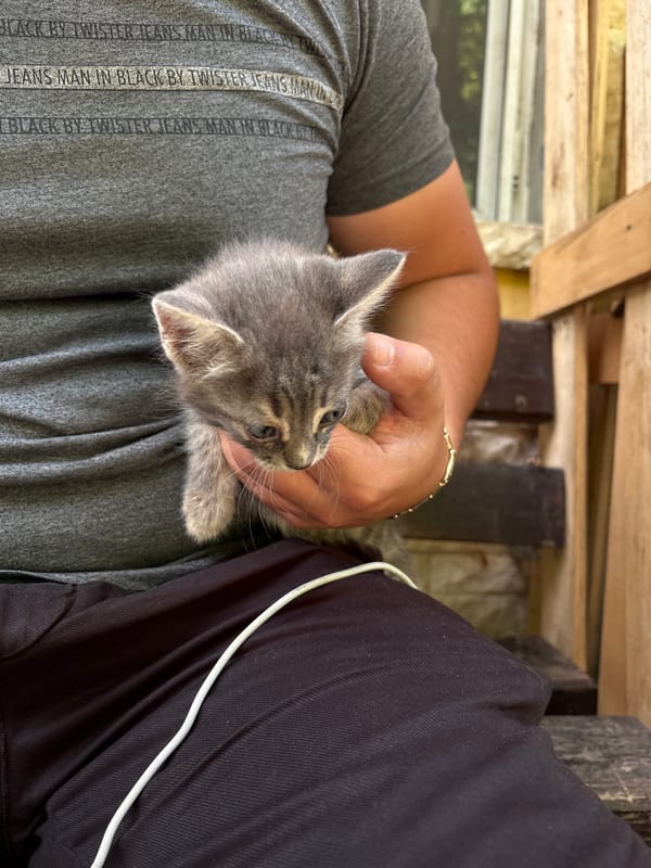 Grey kittens spotted around Provadia, Bulgaria
