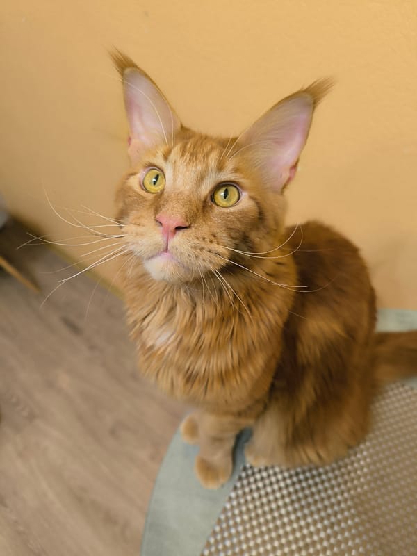 Woman and Maine Coon cat captured in apartment interactions