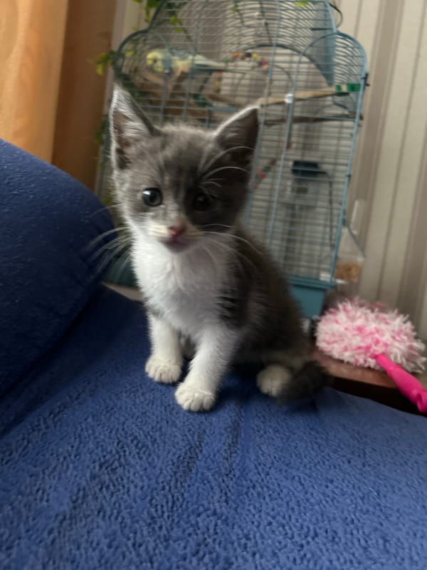 Kittens, a caged bird, and snacks on a rainy afternoon in Mazyr